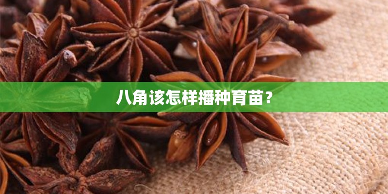 八角该怎样播种育苗？