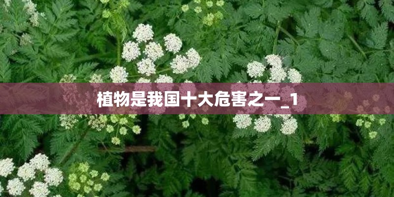 植物是我国十大危害之一_1