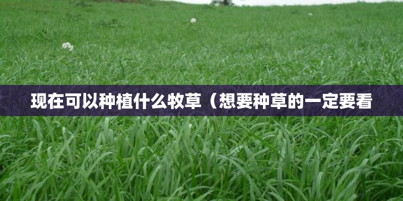 现在可以种植什么牧草（想要种草的一定要看