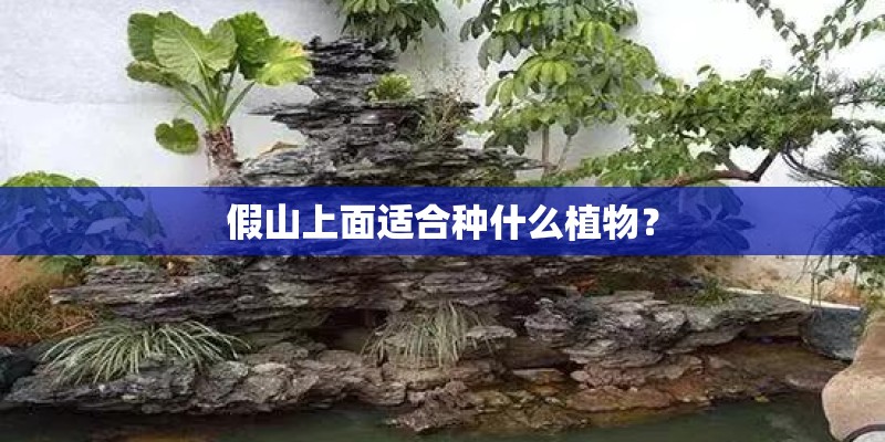 假山上面适合种什么植物？