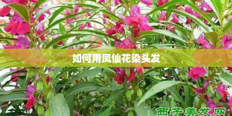 如何用凤仙花染头发