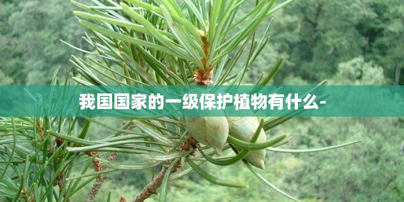 我国国家的一级保护植物有什么-