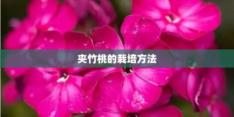 夹竹桃的栽培方法