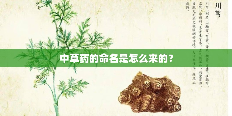 中草药的命名是怎么来的？