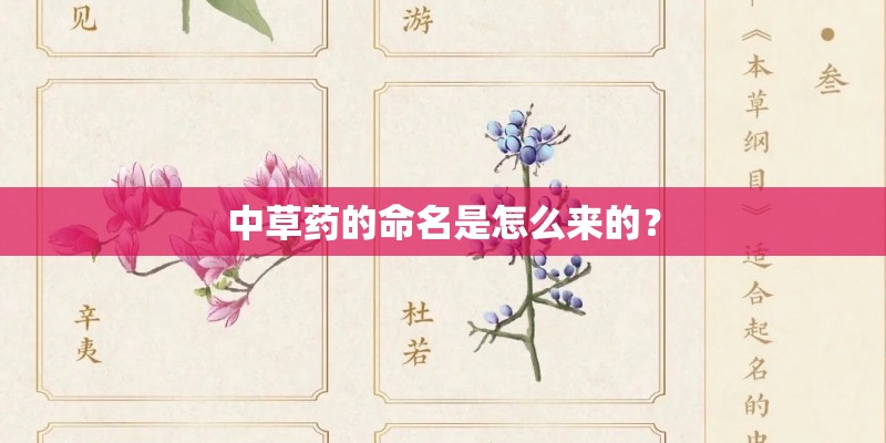中草药的命名是怎么来的？