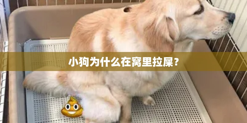 小狗为什么在窝里拉屎？