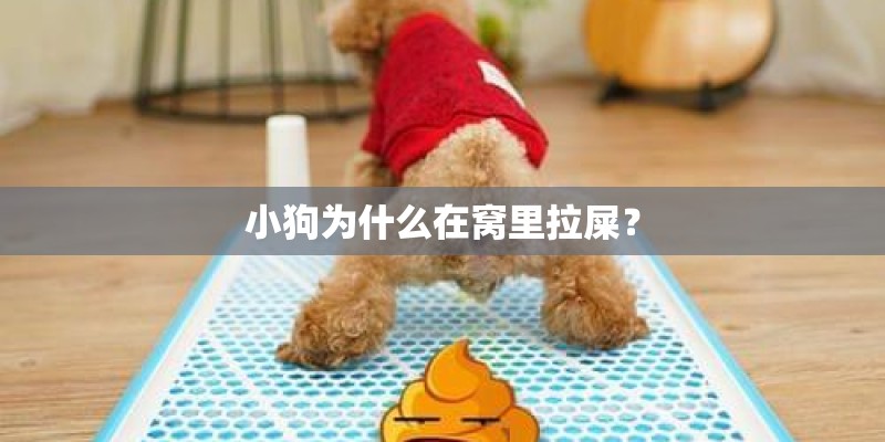 小狗为什么在窝里拉屎？