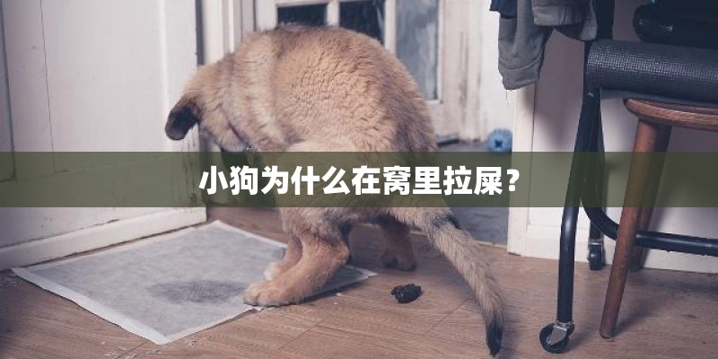 小狗为什么在窝里拉屎？