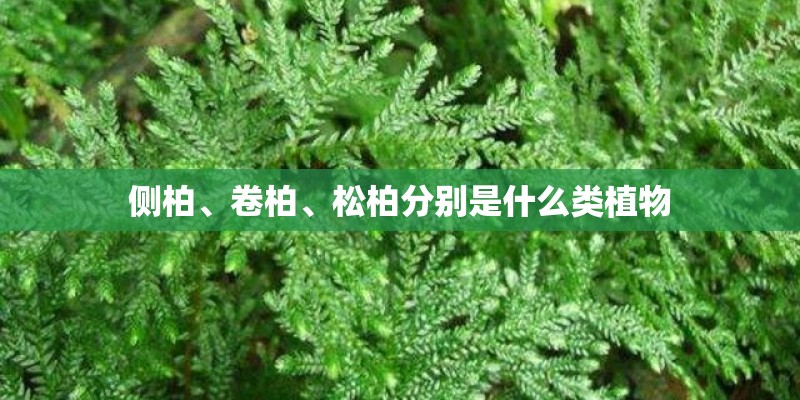 侧柏、卷柏、松柏分别是什么类植物 侧柏、卷柏、松柏分别是什么类植物