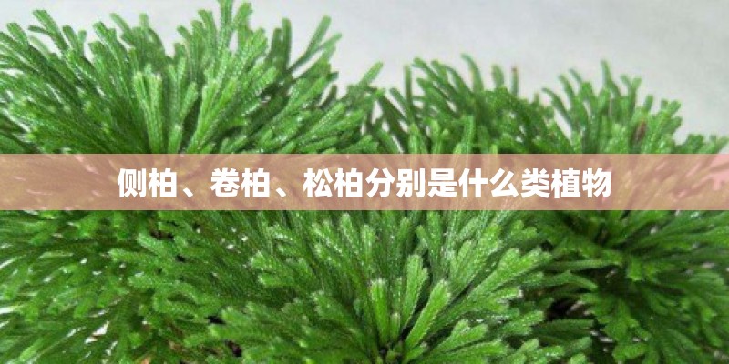 侧柏、卷柏、松柏分别是什么类植物 侧柏、卷柏、松柏分别是什么类植物