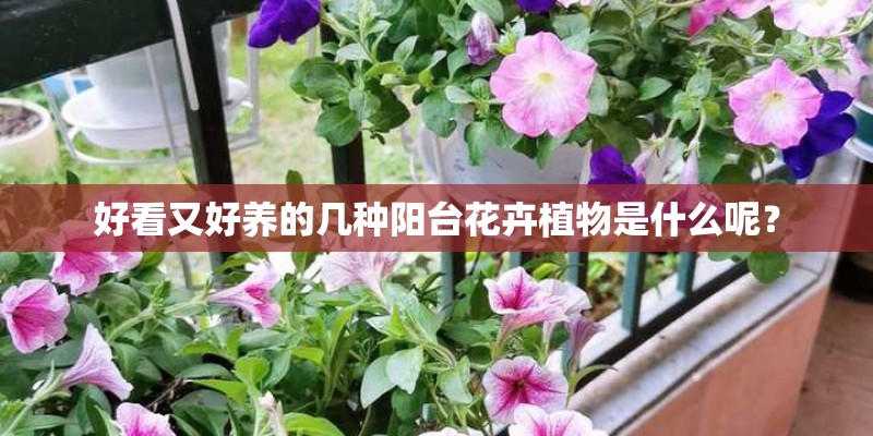 好看又好养的几种阳台花卉植物是什么呢？