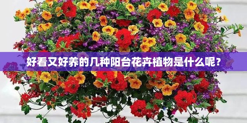 好看又好养的几种阳台花卉植物是什么呢？