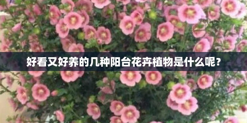 好看又好养的几种阳台花卉植物是什么呢？