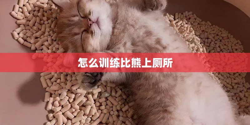 怎么训练比熊上厕所