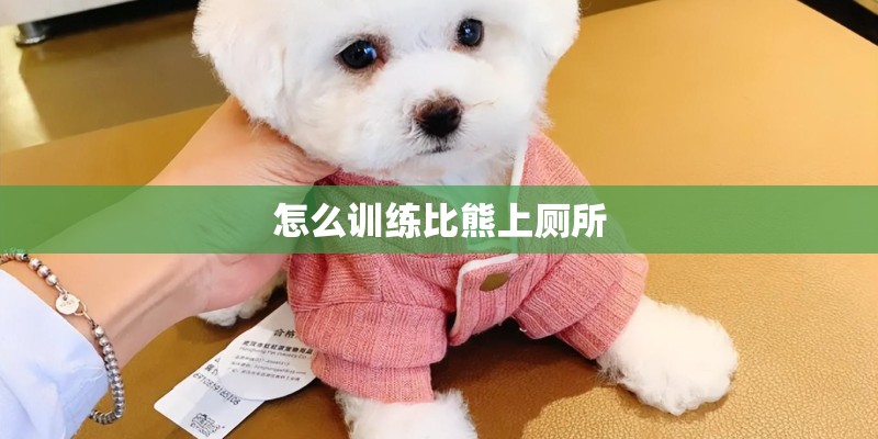 怎么训练比熊上厕所