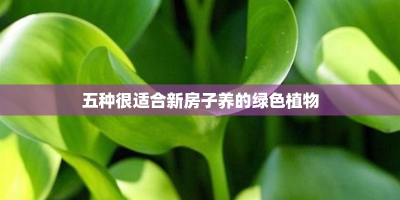 五种很适合新房子养的绿色植物