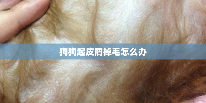 狗狗起皮屑掉毛怎么办