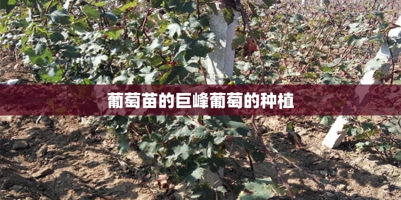 葡萄苗的巨峰葡萄的种植