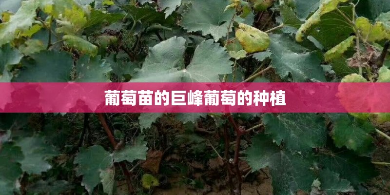 葡萄苗的巨峰葡萄的种植
