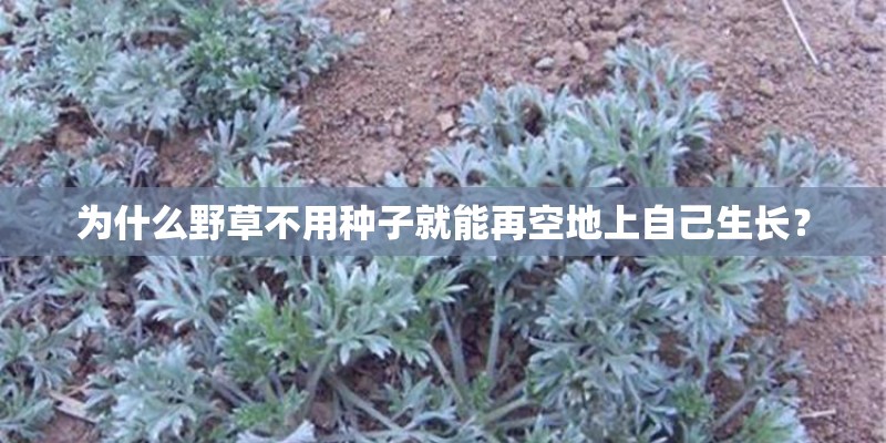 为什么野草不用种子就能再空地上自己生长？