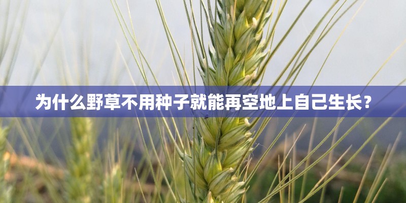 为什么野草不用种子就能再空地上自己生长？