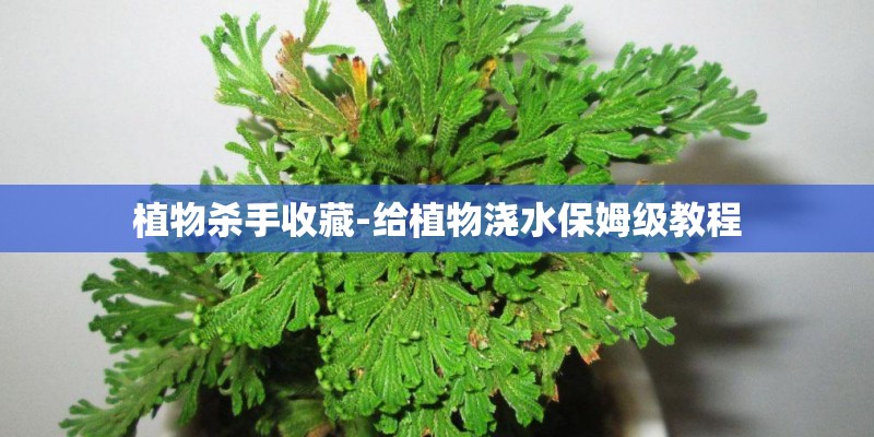 植物杀手收藏-给植物浇水保姆级教程
