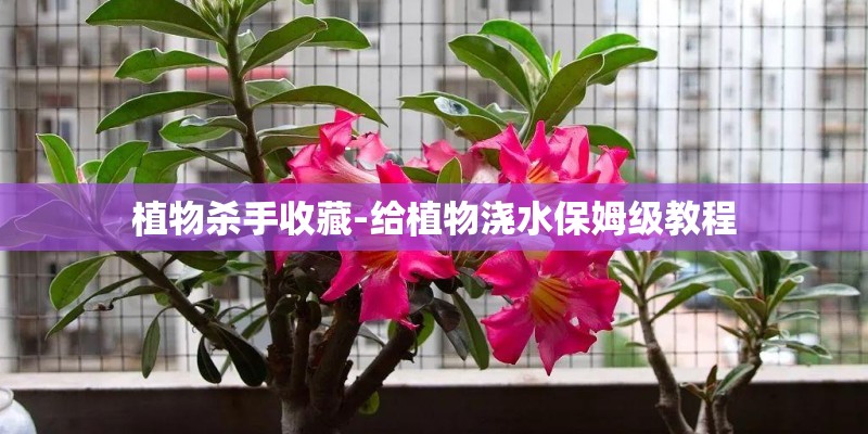 植物杀手收藏-给植物浇水保姆级教程