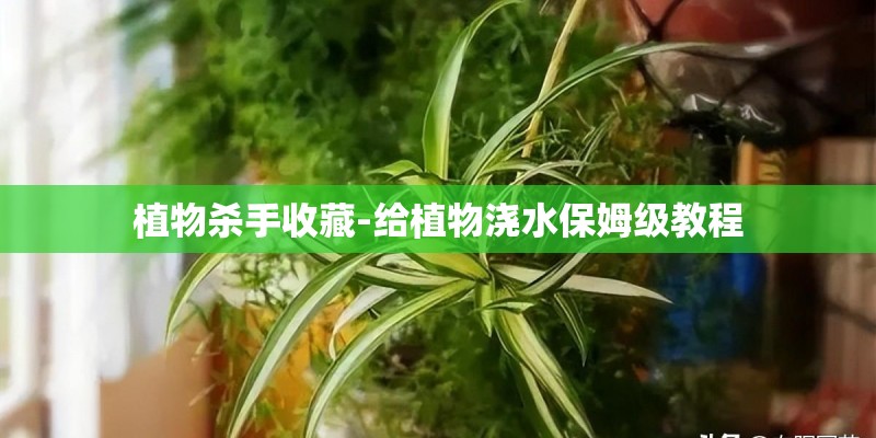 植物杀手收藏-给植物浇水保姆级教程