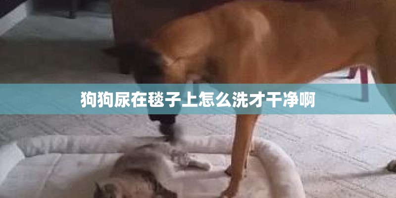 狗狗尿在毯子上怎么洗才干净啊