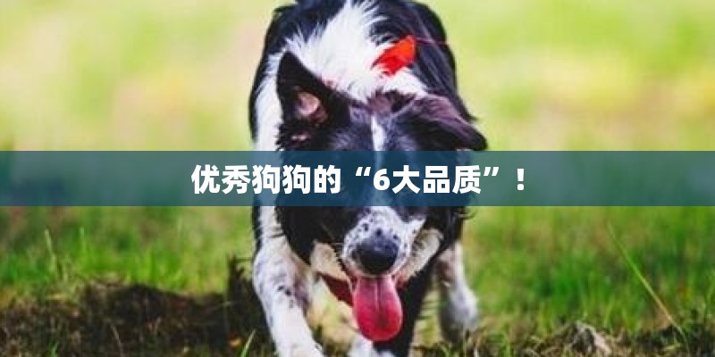 优秀狗狗的“6大品质”！