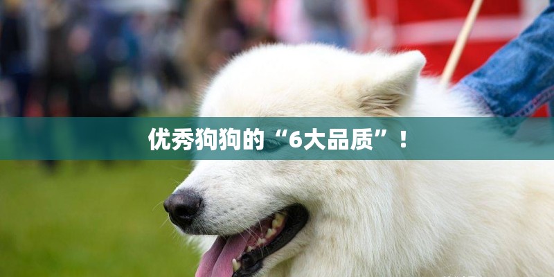 优秀狗狗的“6大品质”！