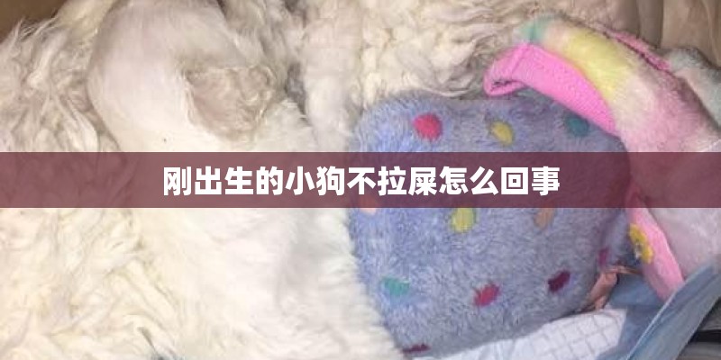 刚出生的小狗不拉屎怎么回事