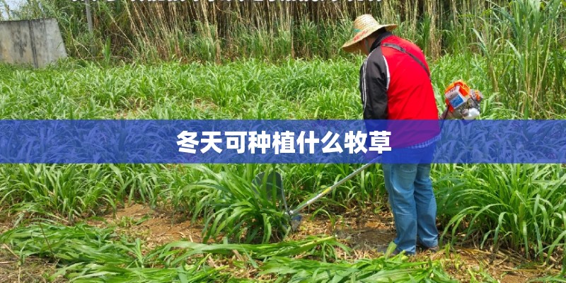 冬天可种植什么牧草