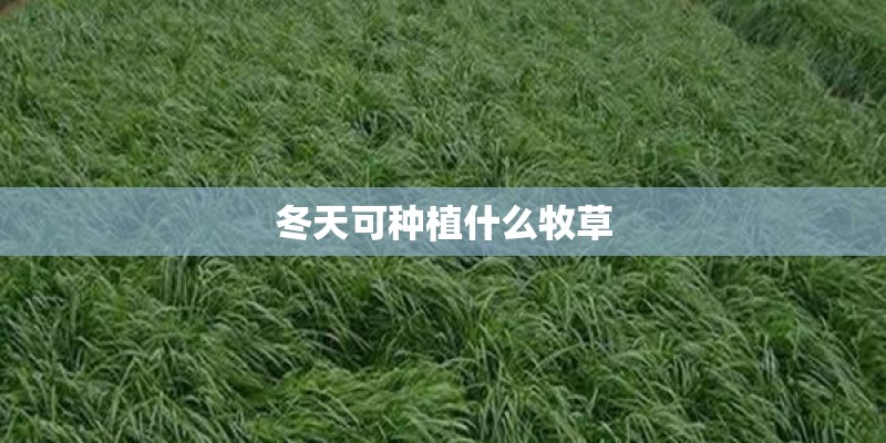 冬天可种植什么牧草