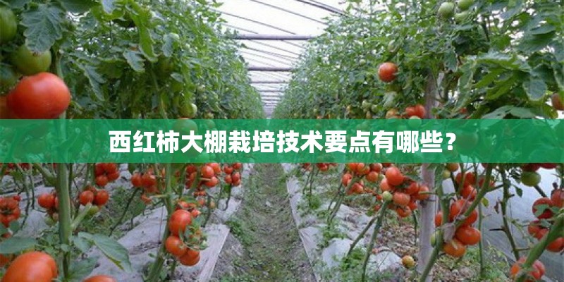 西红柿大棚栽培技术要点有哪些？
