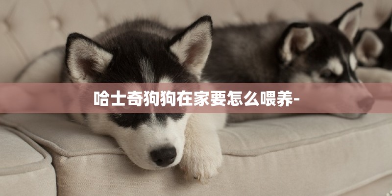 哈士奇狗狗在家要怎么喂养-
