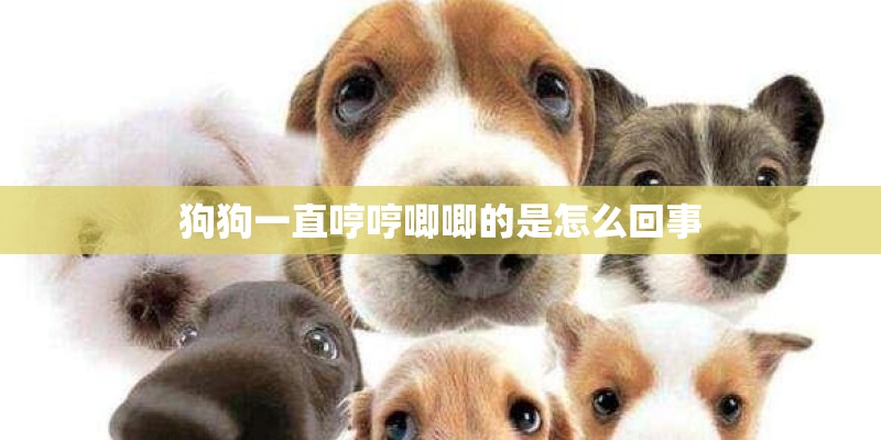 狗狗一直哼哼唧唧的是怎么回事