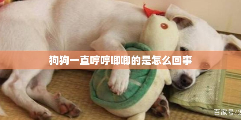 狗狗一直哼哼唧唧的是怎么回事