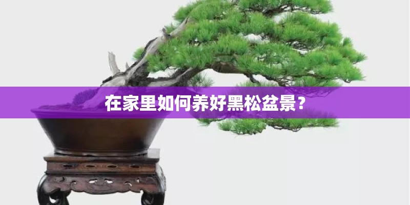 在家里如何养好黑松盆景？
