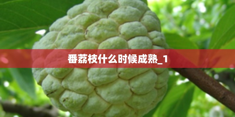 番荔枝什么时候成熟_1