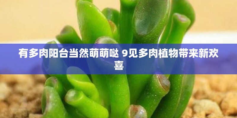 有多肉阳台当然萌萌哒 9见多肉植物带来新欢喜
