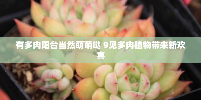 有多肉阳台当然萌萌哒 9见多肉植物带来新欢喜