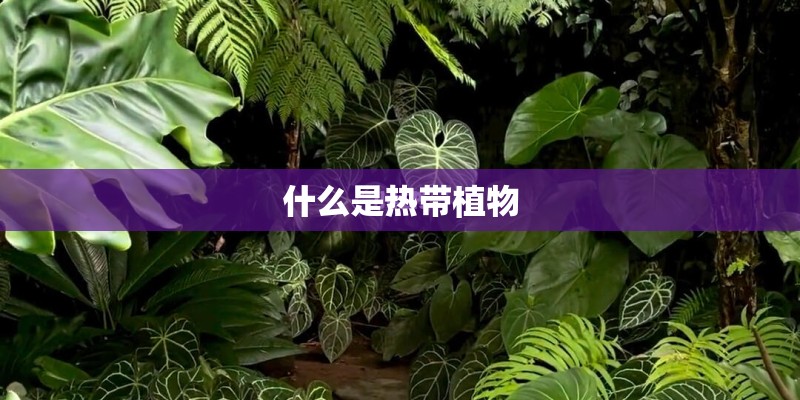 什么是热带植物
