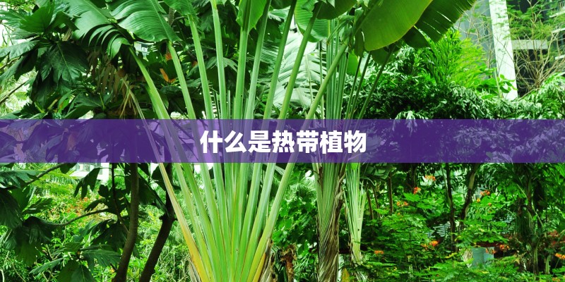 什么是热带植物