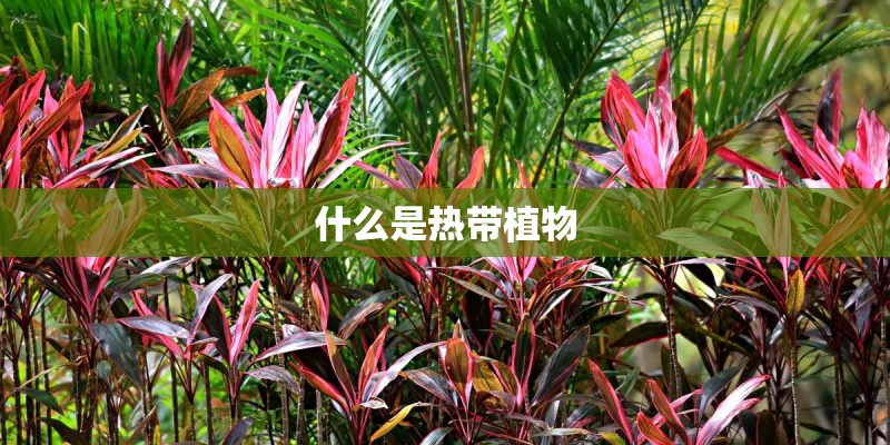 什么是热带植物