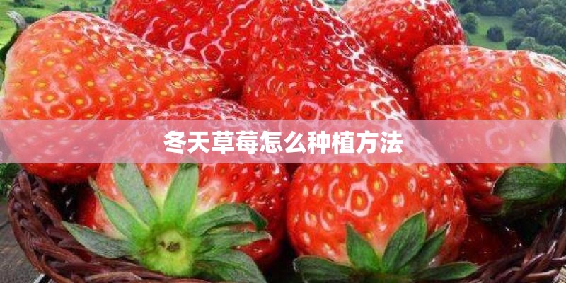 冬天草莓怎么种植方法