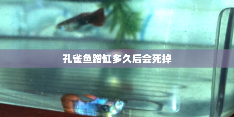 孔雀鱼蹭缸多久后会死掉
