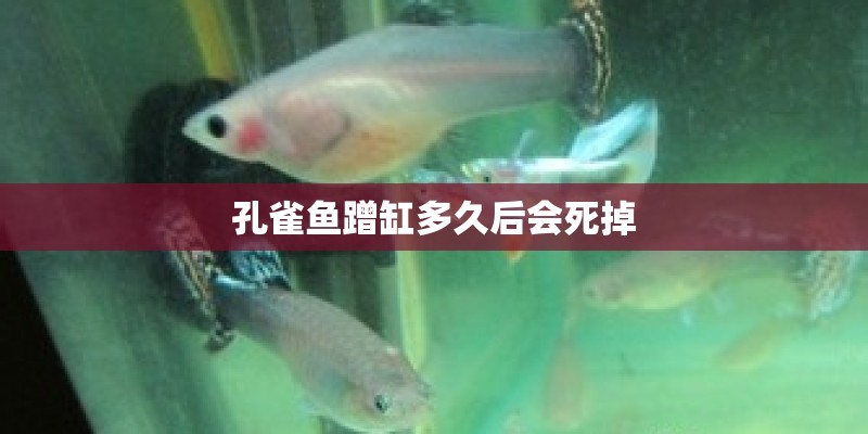 孔雀鱼蹭缸多久后会死掉