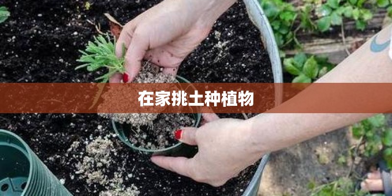 在家挑土种植物