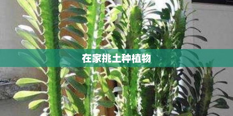 在家挑土种植物